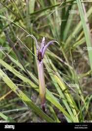 Image result for Xerophyta zimbabwensis