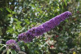 Non Flowering Butterfly Bush Why There Are No Flowers On Butterfly Bush
