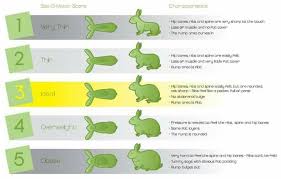 Bunny Weight Chart Rabbit Diet Bunny Paws Bunny Care