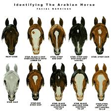 Identifying Arabian Horse Markings Horse Breeds Horses