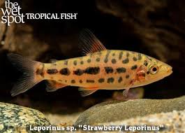 Image result for Leptoderris nobilis