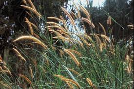 Image result for Cenchrus polystachios