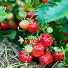 Erfahre hier, was du beim erdbeeren anbauen beachten solltest und wie du erdbeeren düngen kannst. Beliebte Alte Und Neue Erdbeersorten Pflanzenfreunde Com