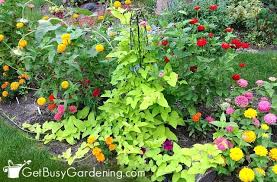 The top ten easiest plants to grow from seed, according to a list created by the home garden seed association. 13 Easy Annual Flowers To Grow From Seed Get Busy Gardening