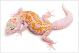Black And White Striped Leopard Gecko Leopard Gecko Morphs White Yellow Tremper Albino Enigma Geckos Leopardo Gecko Leopardo Reptiles Y Anfibios