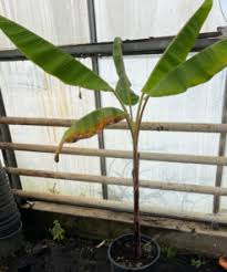 Image result for Ensete gilletii