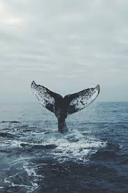 Desvre Beautiful Sea Creatures Whale Pretty Wallpapers