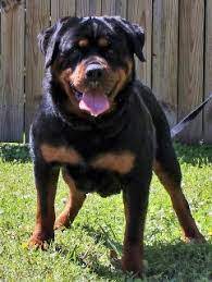 Adopt kelly a brown/chocolate rottweiler / mixed dog in charlotte, nc (30656480) rottweiler · charlotte, nc. 6 Best Rottweiler Breeders In North Carolina 2021 We Love Doodles
