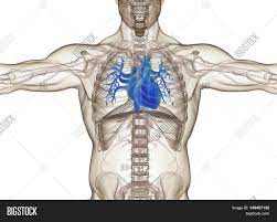 The thoracic cage protects the heart and lungs. Human Heart Rib Cage Image Photo Free Trial Bigstock