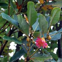 Image result for Panicum graciliflorum