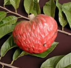 Image result for Annona reticulata