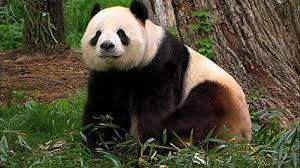 Image result for endangered animals