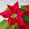 Choose from our specially selected festive bouquets for the ideal gift this christmas. 1