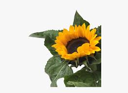 1920x1200 floral desktop wallpapers gallery> download. Sunflower Clipart Aesthetic Yellow Aesthetic Png Flowers Transparent Png Kindpng