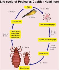 Image result for lice life cycle