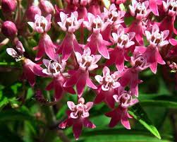 Apocynaceae Formally Asclepiadaceae Asclepias Incarnata Swamp Milkweed Rose Milkweed Flowers Colores