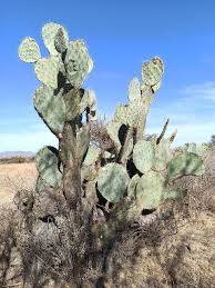Image result for Cactaceae