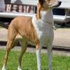 The shelties hair is even more abundant around the head and chest which causes many to describe they resemble proud lions; 1