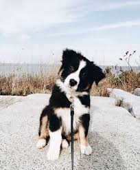6 Dog Breeds That Make The Best Emotional Support Animals Kopek Turleri Ev Kopekleri Sevimli Hayvan Yavrulari