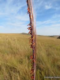 Image result for Trachypogon