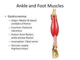 Image Result For Gastrocnemius Origin And Insertion Muscle