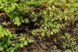 Image result for Adiantaceae