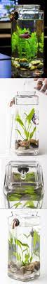 These plants make their environment seem more natural. Betta Fish With Fancy Self Cleaning Aquarium And Led Light Man I Should So Get This For My Son For His Birthday Aquarien Kampffisch Wasserpflanzen