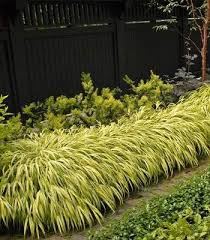 I've given many presentations on ornamental grasses over the years and always include japanese forest grass, also called hakone grass. Japanese Forest Grass Aureola In 2021 Shade Garden Plants Hakone Grass
