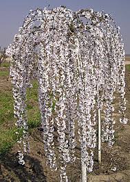 The top flowering cherry tree varieties snow fountain weeping cherry: Weeping Cherry Prunus Snofozam Snow Fountains Standard Aldgate Tree Farm
