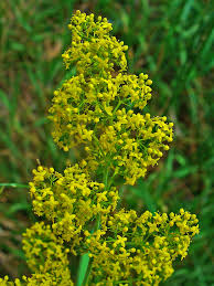 Image result for Galium verum