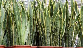 Pianta pulisci aria ~ la pianta che purifica l'aria di casa: Le Piante Che Danno Ossigeno Nelle Nostre Case