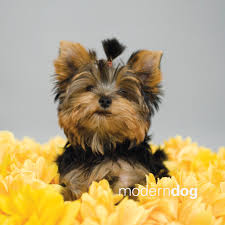 Your strange travels continue in this sequel to the exciting game that took you on an amaranthine voyage…! Puppies Free Modern Dog Wallpaper Modern Dog Magazine