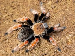 Image result for Brachystegia allenii × boehmii