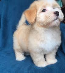 We have several rooms devoted to them. Pin On Puppies For Sale