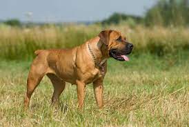 Both boerboel and rottweiler has almost same life span. Boerboel Charakter Haltung Pflege Rassebeschreibung Zooplus