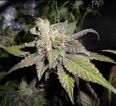 Notes of cookies may also be detectable. Sunset Sherbet