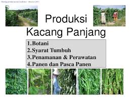 Selain buah dan serat kacang panjang, kamu juga bisa memasak daunnya atau lembayung sebagai sayuran hijau! Produksi Tanaman Kacang Panjang
