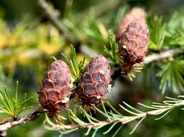 The yellow or hard pine tree groups. Tamarack Identification Leaves Bark Habitat Larix Laricina
