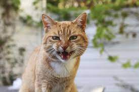 The most common type of bladder cancer is transitional cell carcinoma. Rupture Of The Bladder In Cats Symptoms Causes Diagnosis Treatment Recovery Management Cost