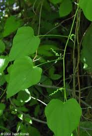 Image result for Dioscorea minutiflora
