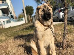 Satilik Kangal Kopek Fiyatlari Ve Yavru Kangal Sahiplendirme Ilanlari Kategorisi Kopek Satis