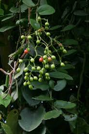 Image result for Cissus rotundifolia