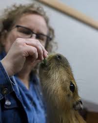 UNF Brooks College of Health