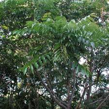 Image result for Toona ciliata