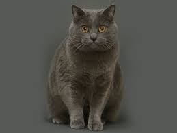 Image result for chartreux