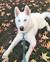 Short Haired Husky Puppy