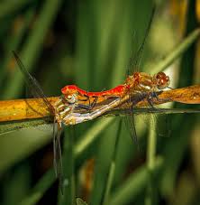 After breeding, a female dragonfly selects a pond or marsh in which to lay her eggs. Dragonfly Life Cycle