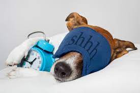 More exercise would be a good place to start. How To Make Your Dog Sleep At Night Sleep Matters Club