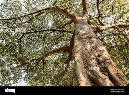 Image result for Sterculia africana