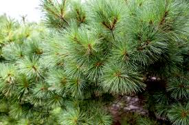 Graham's turnout plantation is located between the towns of blackville and denmark, south carolina. Growing And Caring For Eastern White Pine Trees